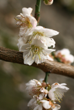 Prunus mume 'Omoi-no-mama' RCP2-2014 007.JPG